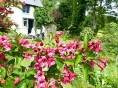 Self Catering Cottage in Cornwall, Jane